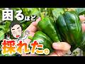 ピーマンを水耕栽培で1鉢育ててみたらビックリするほど収穫できた