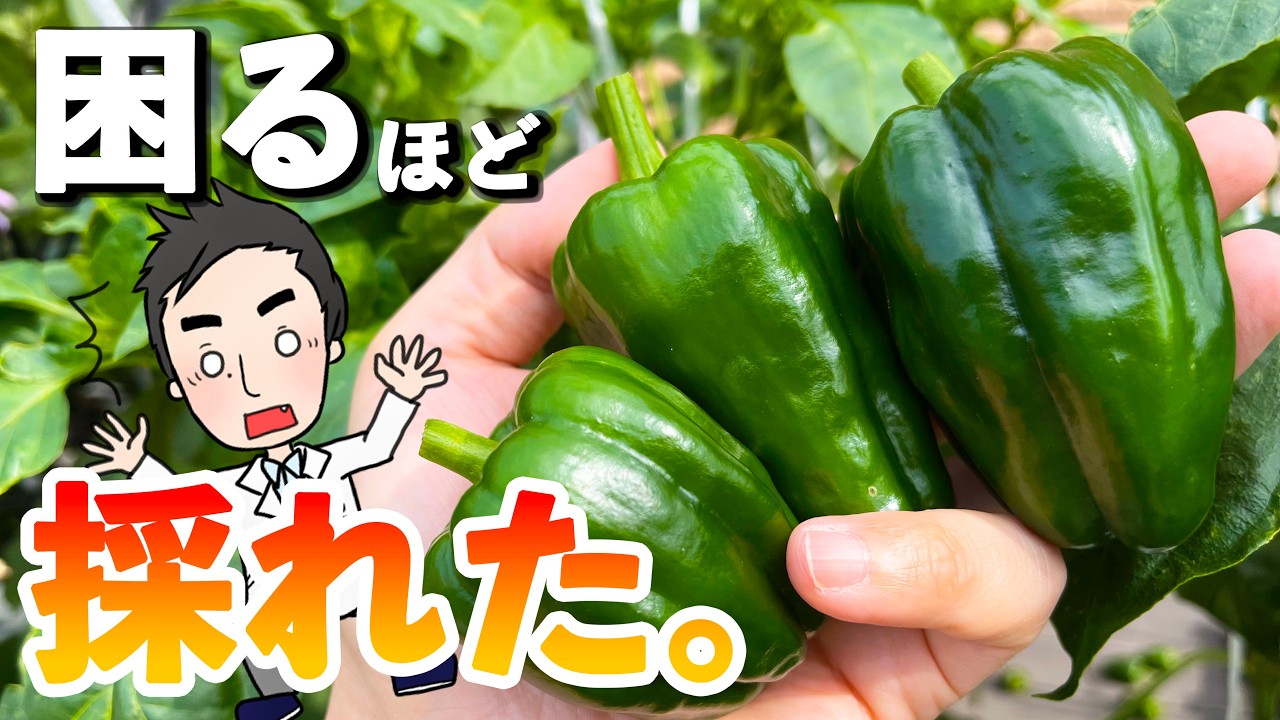 ピーマンを水耕栽培で1鉢育ててみたらビックリするほど収穫できた