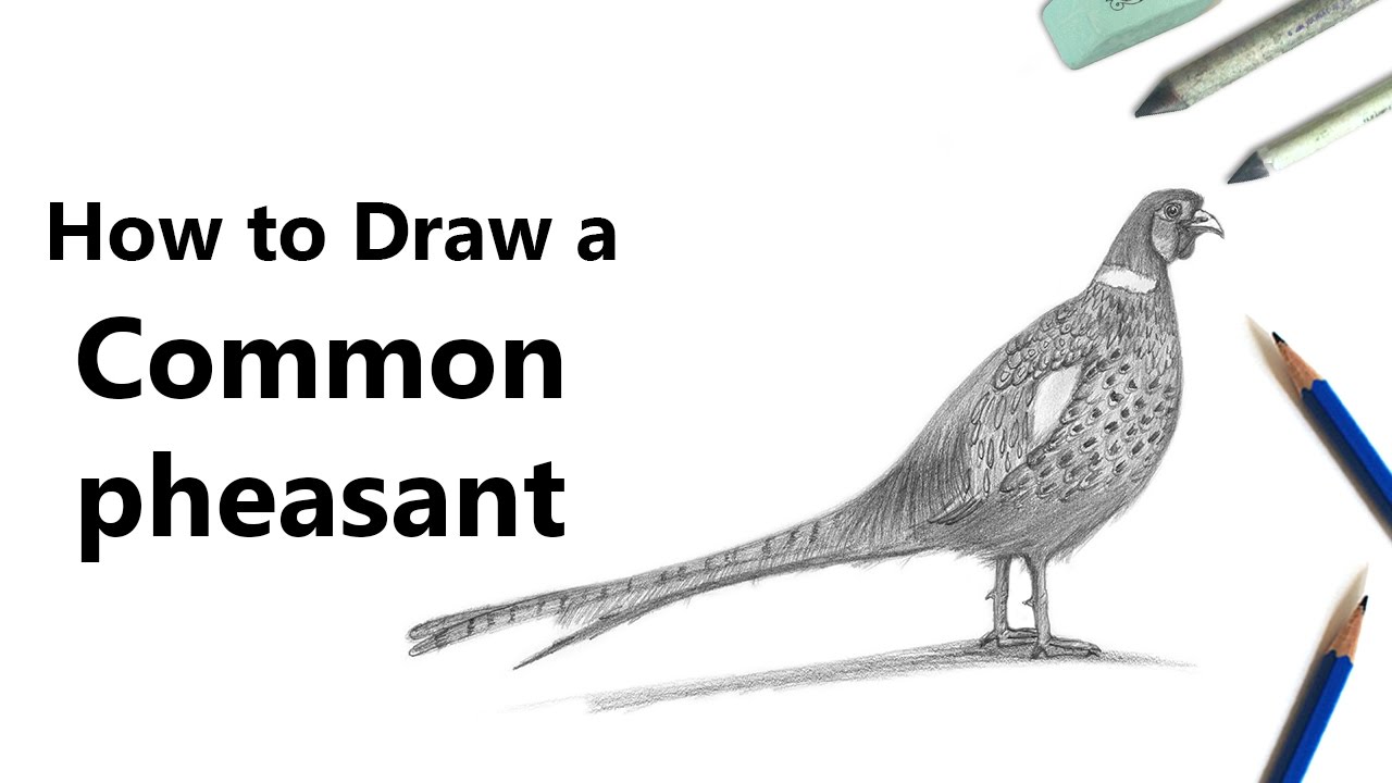 Featured image of post How To Draw A Pheasant Art drawing draw how to draw birds seagull