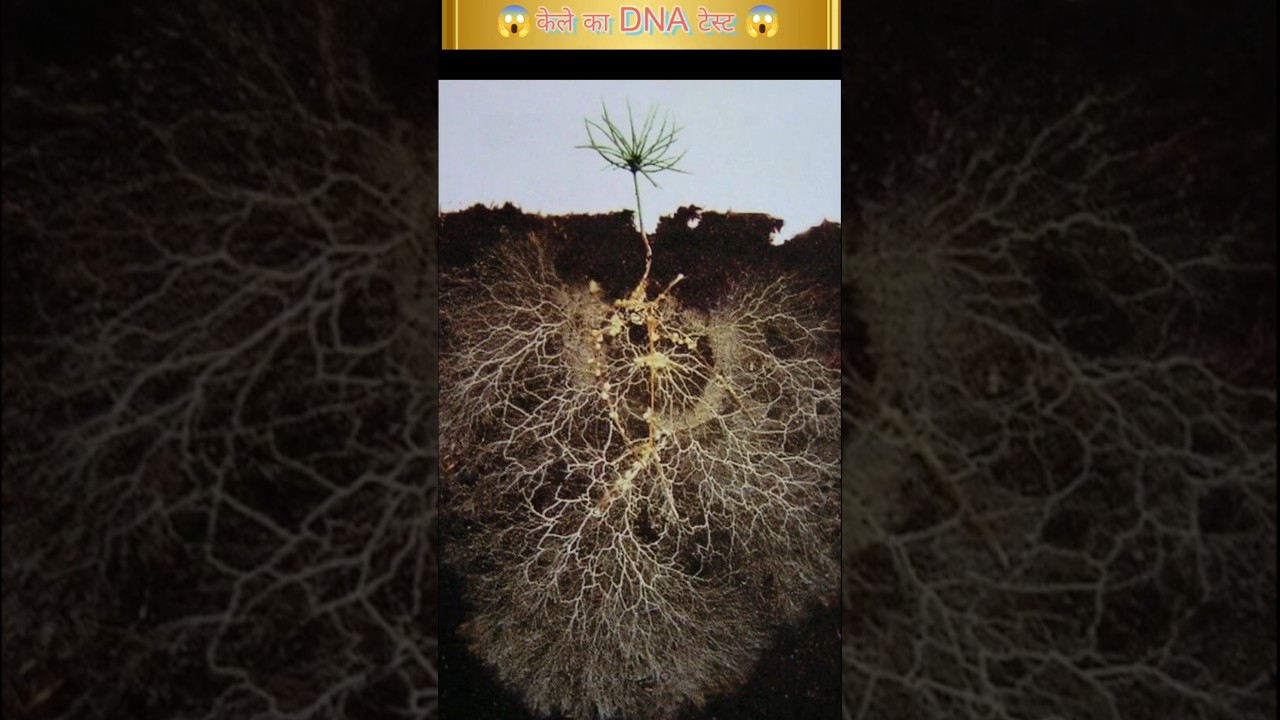 Banana DNA Test Results😱 |shorts |viral |trend |shortsfeed |fact