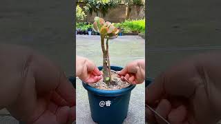Techniques and pruning plants flower in pot good idea plants #garden #plants #flowers #diy