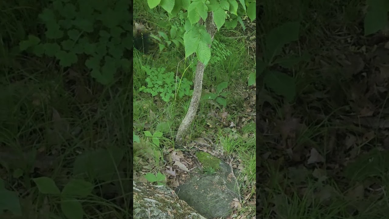 Unbelievable lightning fast hunter black squirrel. #shorts