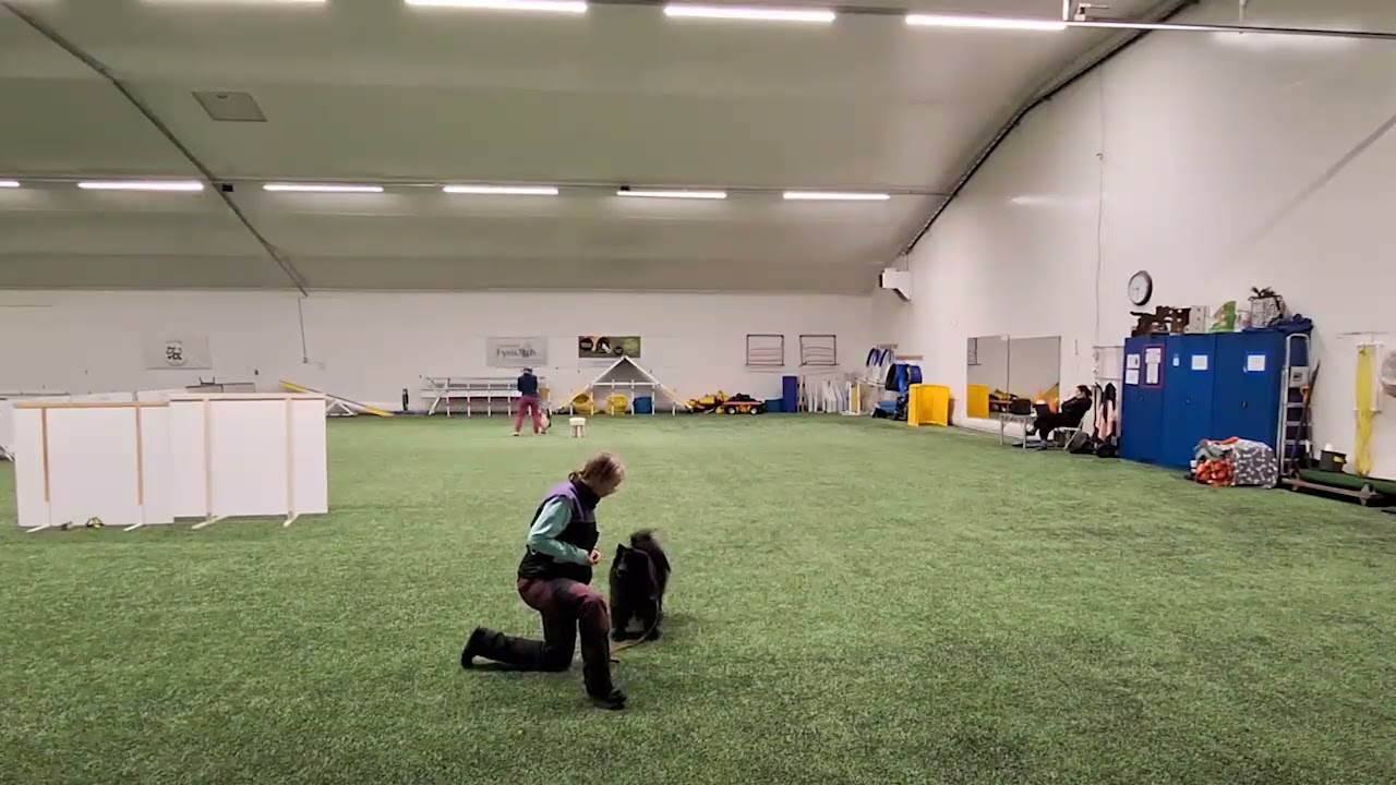 2026 vko7 koiratanssi kiki1