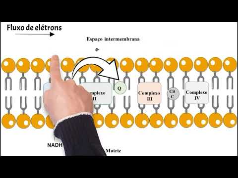 Vídeo: Qual é o produto da cadeia de transporte de elétrons?