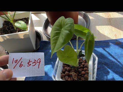 【園藝539】10月6日(五)觀賞用姑婆芋順利長大了！
