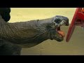 Tortoise Diet and Nutrition