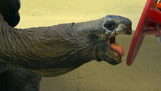 natural laxative for tortoise