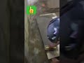 4/2 tiles adiciv cement noching #shorts #ytshorts #bajrangbali #tiles #