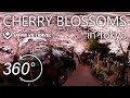 4K & 360°◆CHERRY BLOSSOMS in Tokyo [night edition] - JAPAN VR TRAVEL