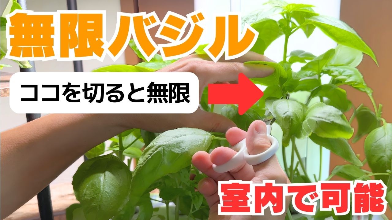 バジルはもう買わなくていい。これで無限にバジルを収穫できます！