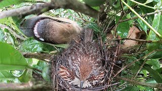 Wild dog kills bird's family野狗对一窝小鸟赶尽杀绝，鸟妈妈毫无办法