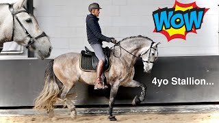 4 YEAR OLD DRESSAGE STALLION TRIES BIT-LESS