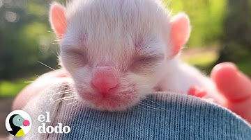 Una pequeña gatita crece tan rápido en tres meses | El Dodo