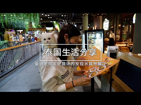 带着猫儿子去商场吃米其林