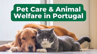 Pet Care & Animal Welfare in Portugal: Pet transportation, Vaccinations, Dangerous Breeds & More by Expats Portugal 351 views 5 months ago 1 hour