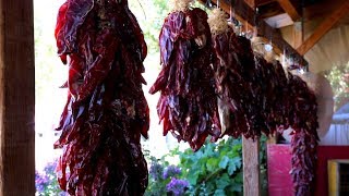 Chile Harvest Heats Up in Aztec