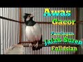 Pancingan Jalak Suren Memikat Semua Burung Bakalan Trotol Agar Gacor Full Isian Dengan Suara Ini Mp3 - Mp4 Download