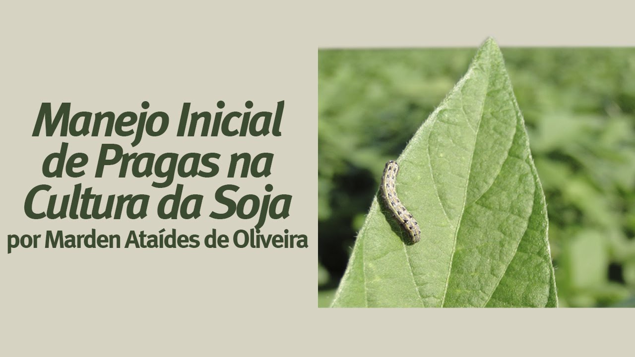 Manejo Inicial de Pragas na Cultura da Soja - Palestra Online Pioneer