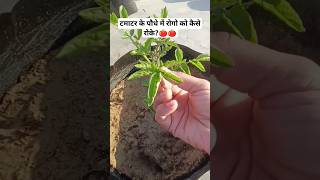 टमाटर में लीफ कर्ल☘️ पत्ता मरोड़ रोग Discover My Secret to Beating Leaf Curl Virus on Tomato Plants! screenshot 1