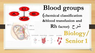 blood groups (transfusion& Rh factor ) biology 1st secondary شرح