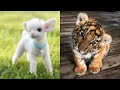 Cute baby animalss compilation  funny and cute moment of the animals 28  cutest animals