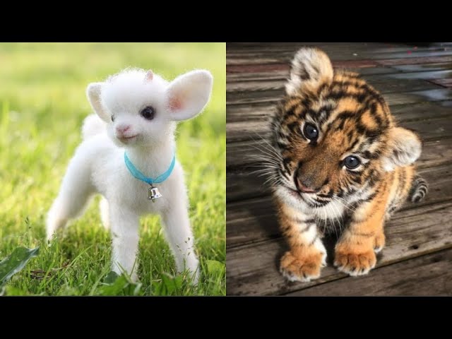 Cute Baby Animals Videos Compilation | Funny and Cute Moment of the Animals #28 - Cutest Animals class=