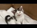 😂 Cat Videos That Prove Cats Are Evil And Dogs Are Idiots