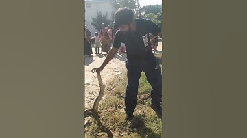 Big Indian Rock python rescue 🐍💪