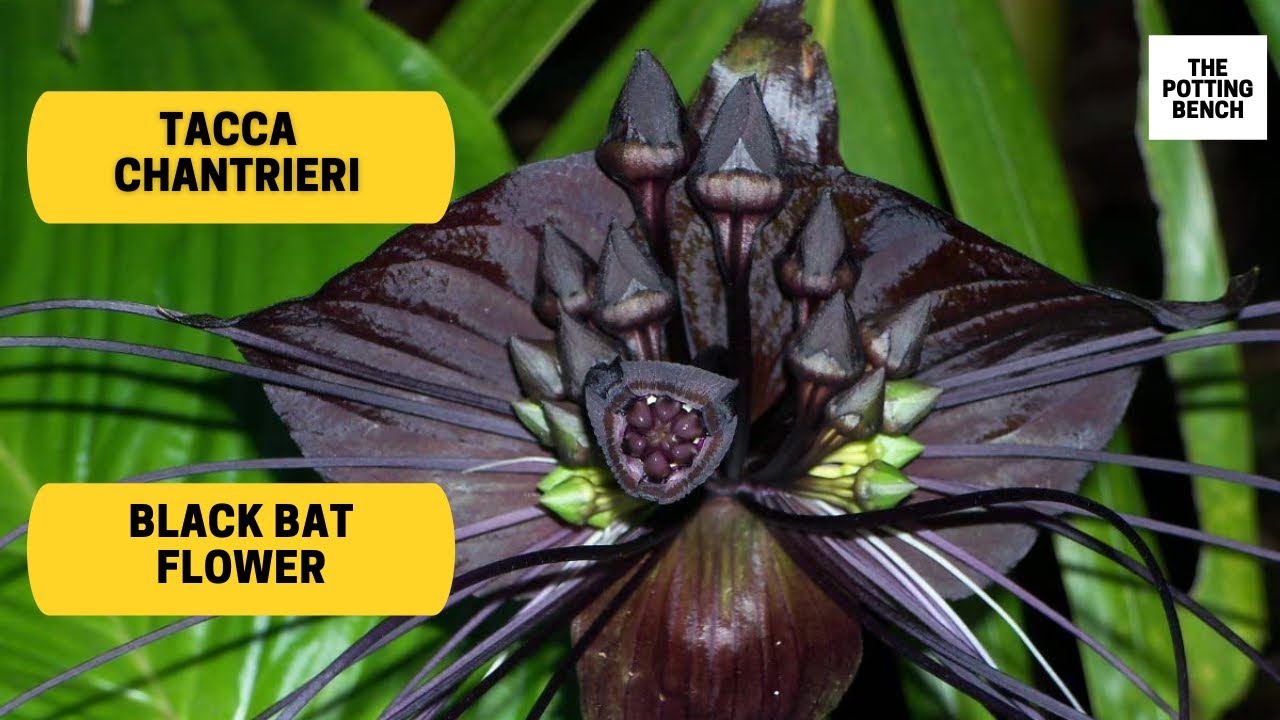 Tacca Chantrieri | Black Bat Flower | CAT'S WHISKERS FLOWER