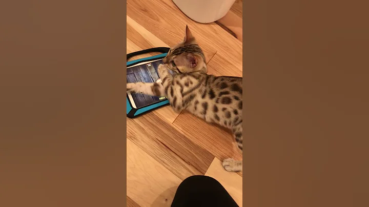 Watch the video about Bengal kitty playing on the iPad 🐯 ❤️