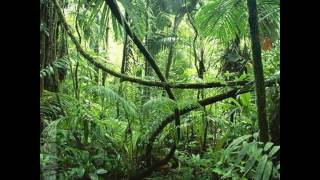 Dark forest Deidriim Fever Induced Hallucinations In The Rainforest 27 8 2014