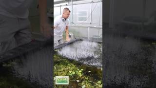 Removing Duckweed