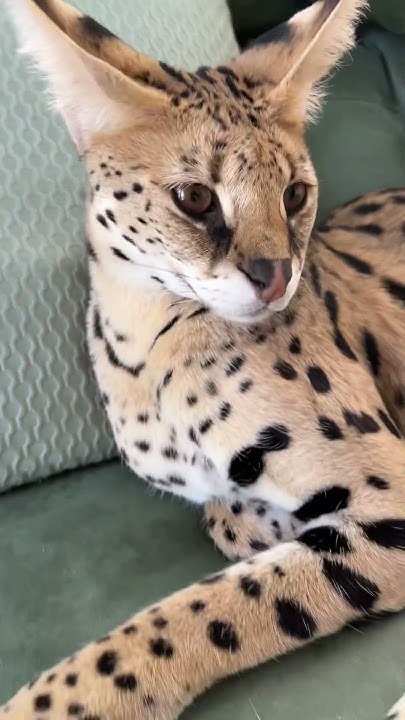 Кошачья пятница 😽 - YouTube