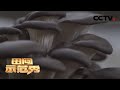 《田间示范秀》细管平菇产量高 20200526 | CCTV农业