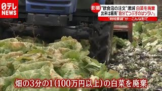 「新型コロナ」“つらい…” 最高の出来でも野菜廃棄 時短影響で（2020年12月3日放送「news every.」より）