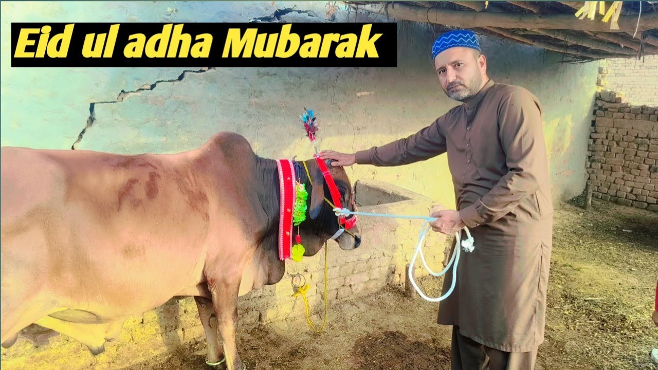 Thank God, I took an animal for sacrifice || ZAMPETVLOG