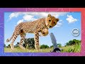 Cheetahs stalk and destroy 360 camera  wildlife in 360 vr