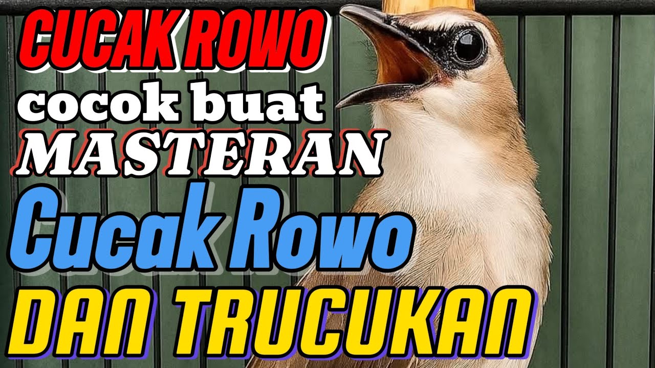 Trucuk langka ropelan cucak rowo, cocok buat masteran cucak rowo dan trucuk