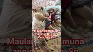 Dog at  Napping Time! #dog #pets #petlover #shortvideo #goodvibes
