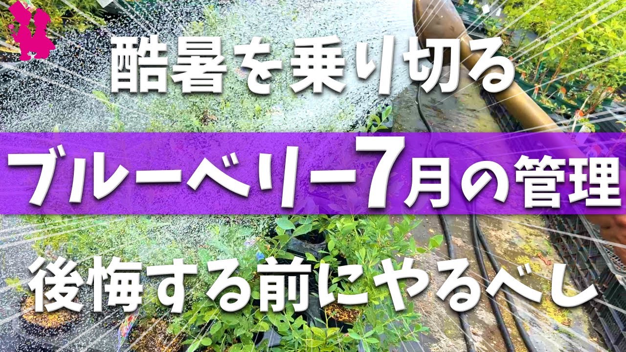 Too hot warning] Professional farmers demonstrate and explain the