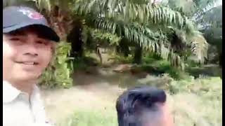 Download Lagu REVIEW PT KARYA LUHUR SEJATI  BEST AGRO GROUP MP3