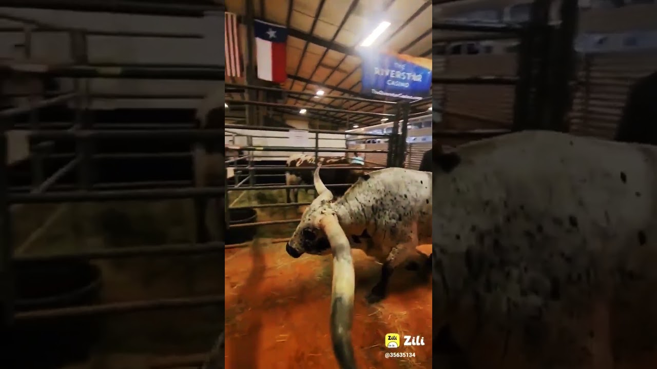 all world sabse Bade Singh wali gay