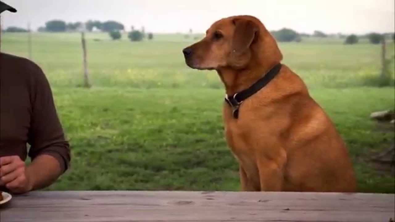 Dog TV Commercial YouTube