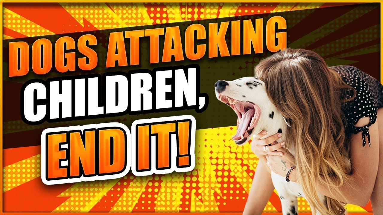 You Can't Blame Dogs For Attacking Children! How To Prevent Dog Bites