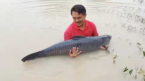 Cá Trắm đen 30kg đấu giá 65 triệu đồng được đưa đi đâu? ✅ Lễ hội Cá Tôm sông Đà 2023 (Hòa Bình)