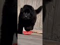 Black 🖤 German shepherd male puppy for sale (8920196052) #shortsfeed #like #new