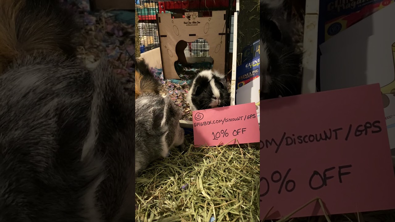 Our First AWESOME Guinea Pig Box!