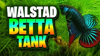 Filterless Walstad Betta Tank Setup (No CO2, No Liquid Fert, No Filter) - Month 2 Update!