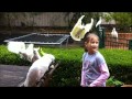 Cockatoo feeding time