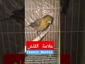 اهم علامات تغيير و تبديل الريش عند الكناري مرحلة القلش تربية الكناري